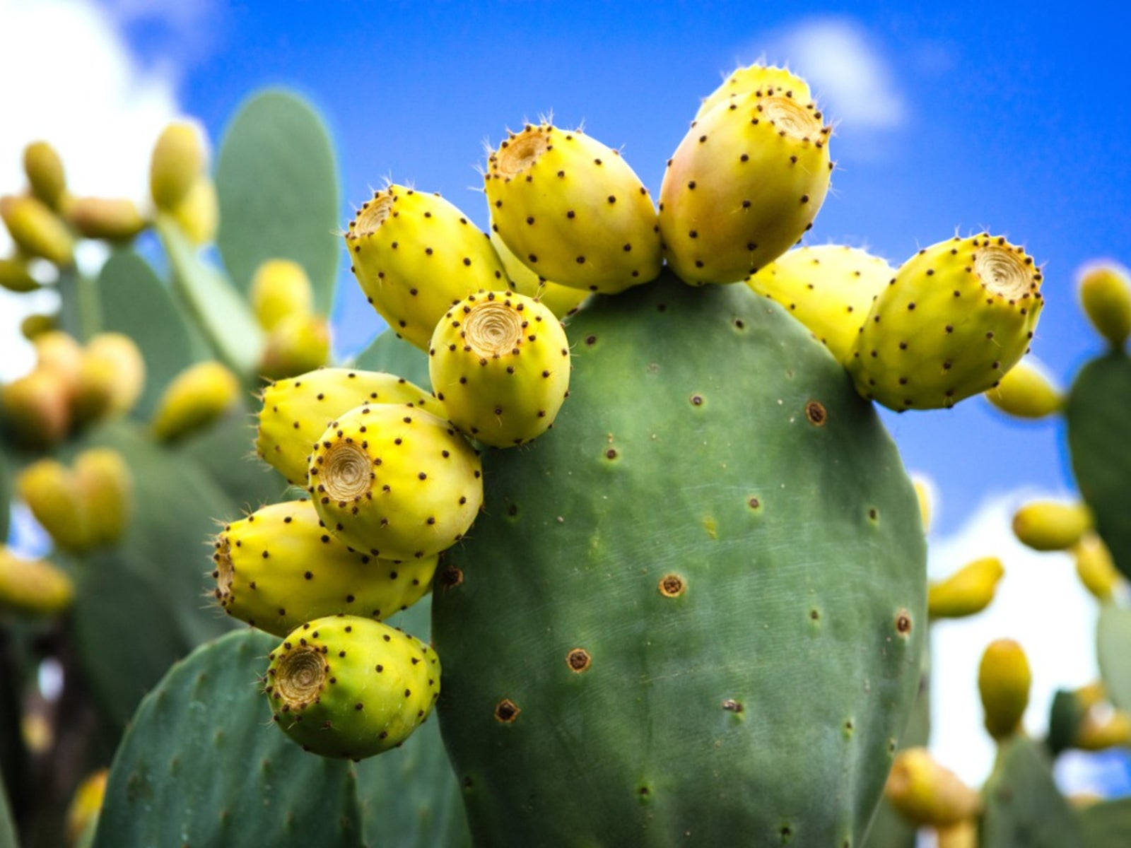 Download Prickly Pear Indian Fig Opuntia Cactus Wallpaper 