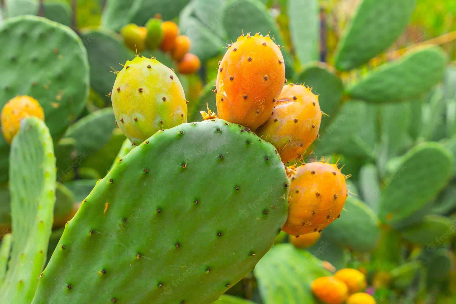 Prickly Pear Orange Fruit Cactus Wallpaper