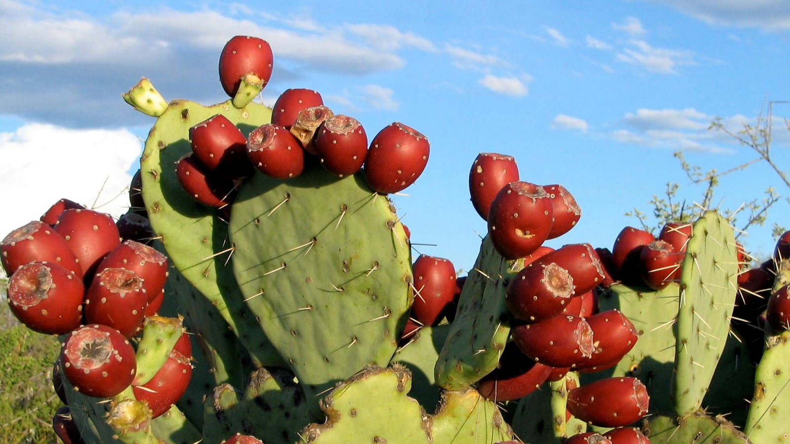 Cactusde Flor Roja De La Planta De Nopal Espinoso. Fondo de pantalla