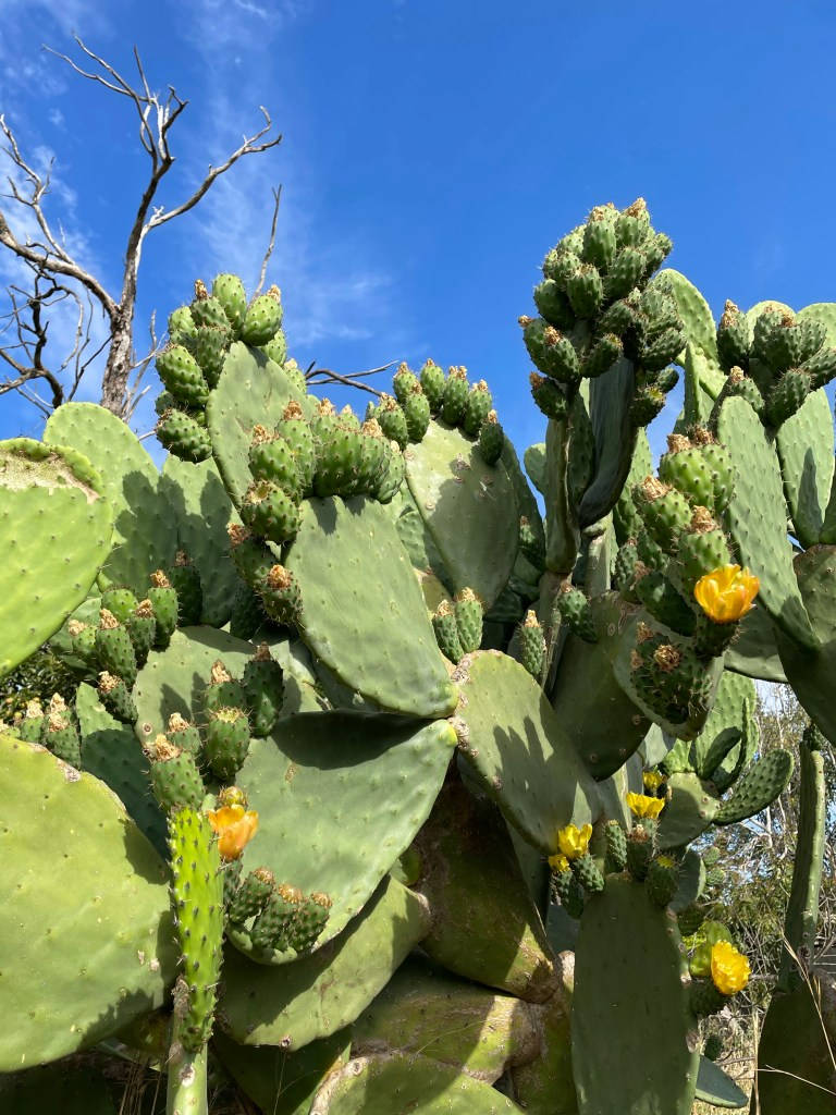Prickly Pear With Clear Blue Sky Wallpaper