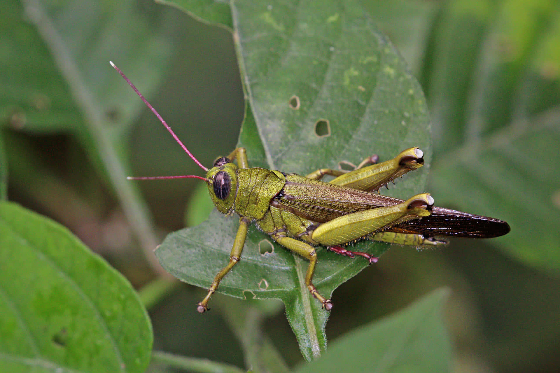 Primopiano Di Una Cavalletta Verde.