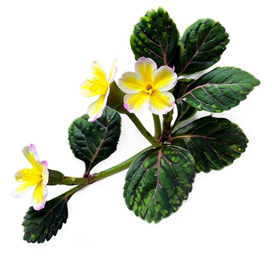 Primrose Flower Bush Png 06122024 PNG