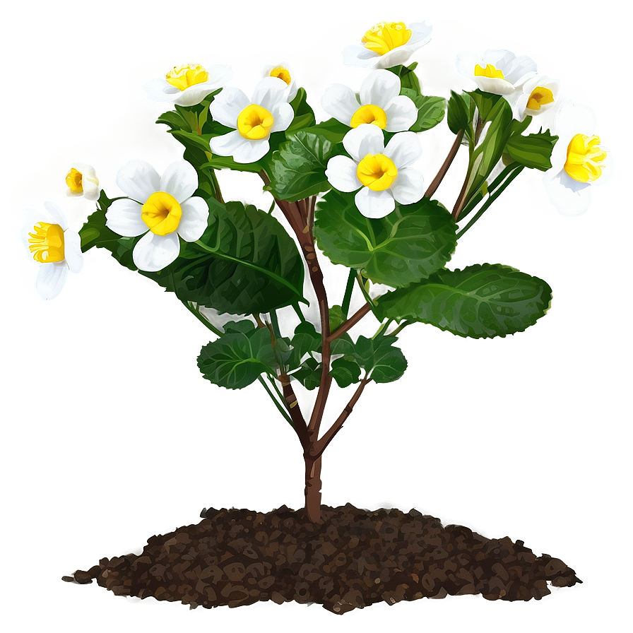 Primrose Flower Bush Png 06122024 PNG