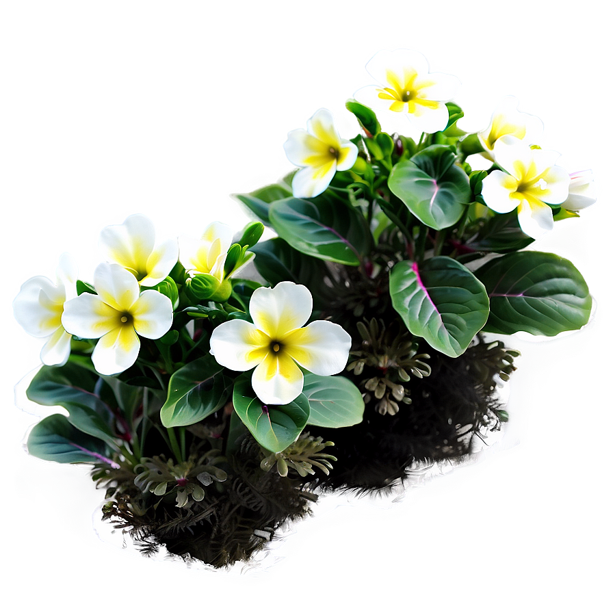 Primrose Flower Bush Png Yua PNG