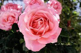 Princess Alexandra Of Kent Pink Rose Picture