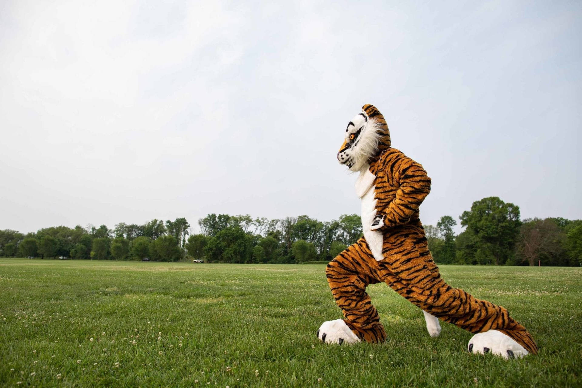 Princeton University Tiger Mascot Wallpaper