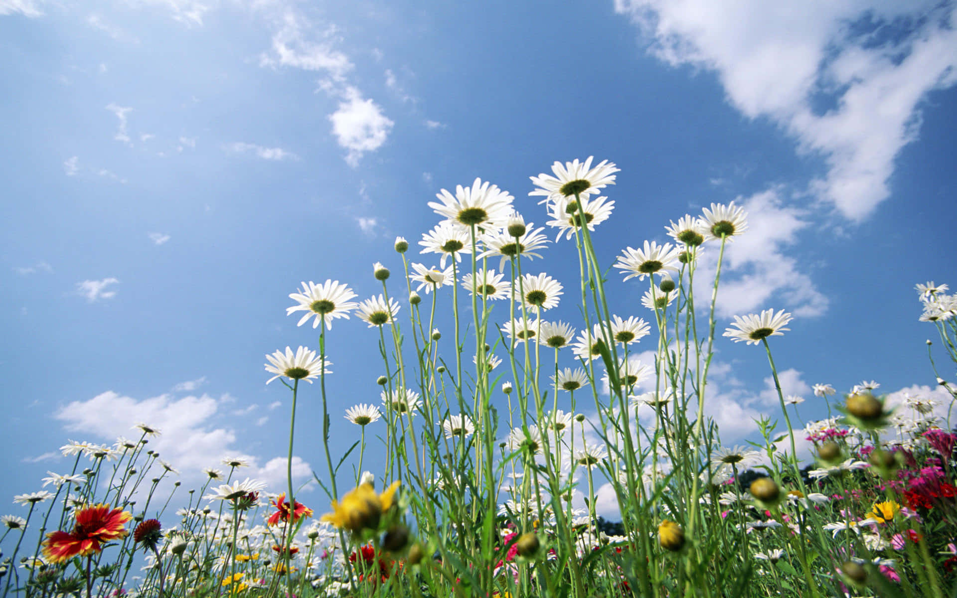 "pristine Blue Sky Of Spring" Wallpaper