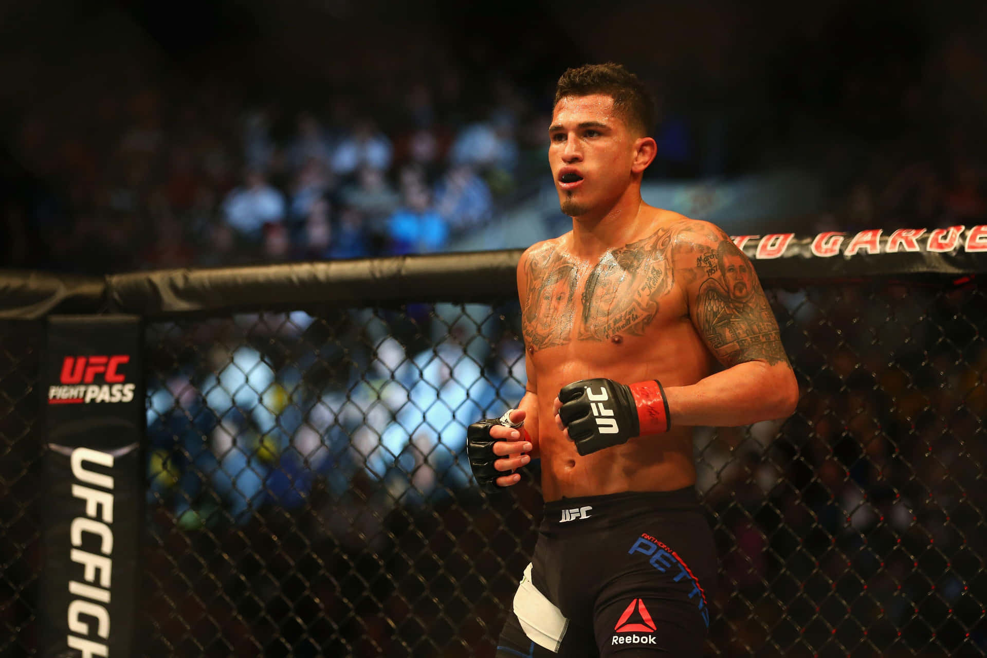 Professional Mixed Martial Artist Anthony Pettis Wallpaper
