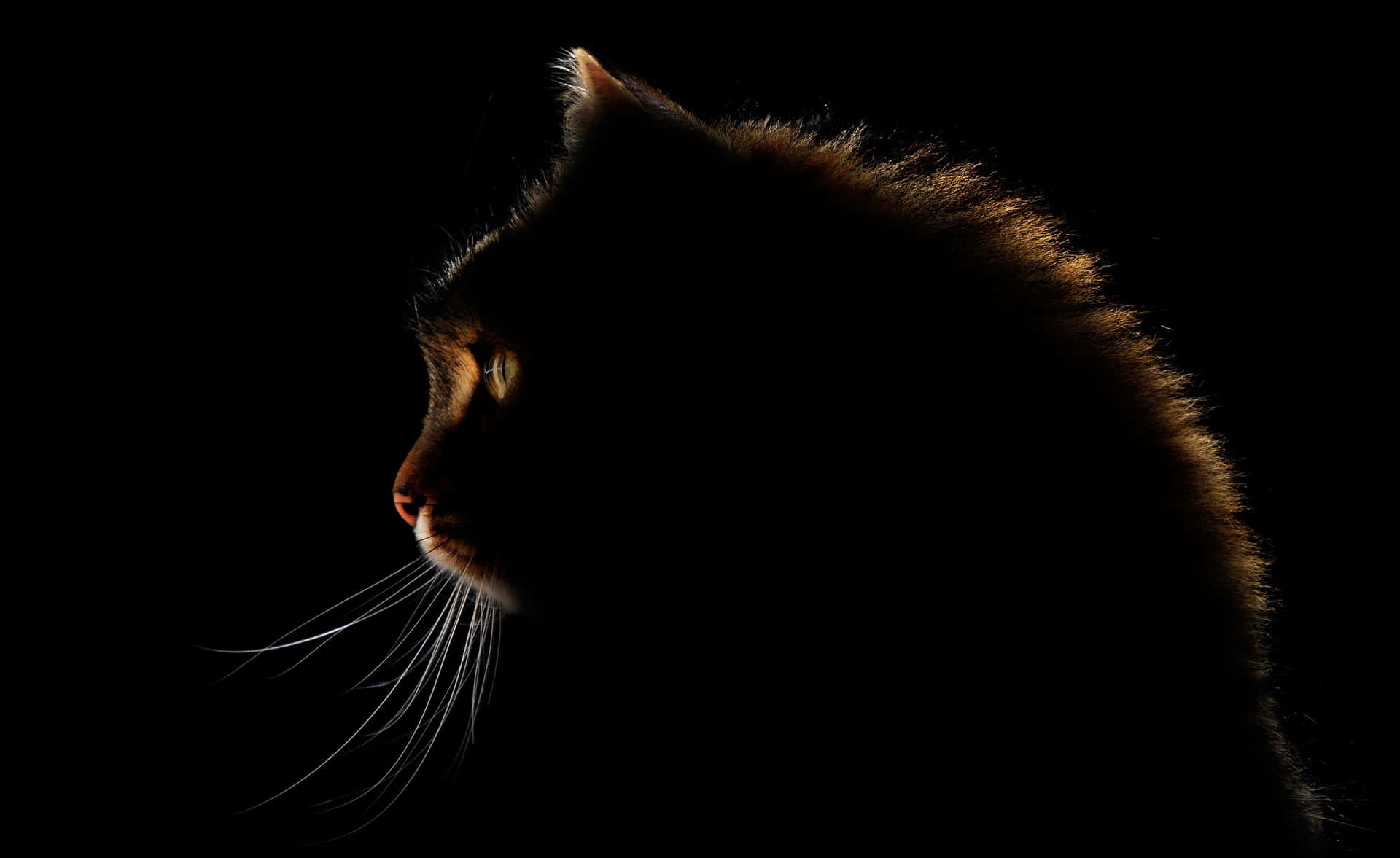 A Cat's Head Silhouetted Against A Black Background