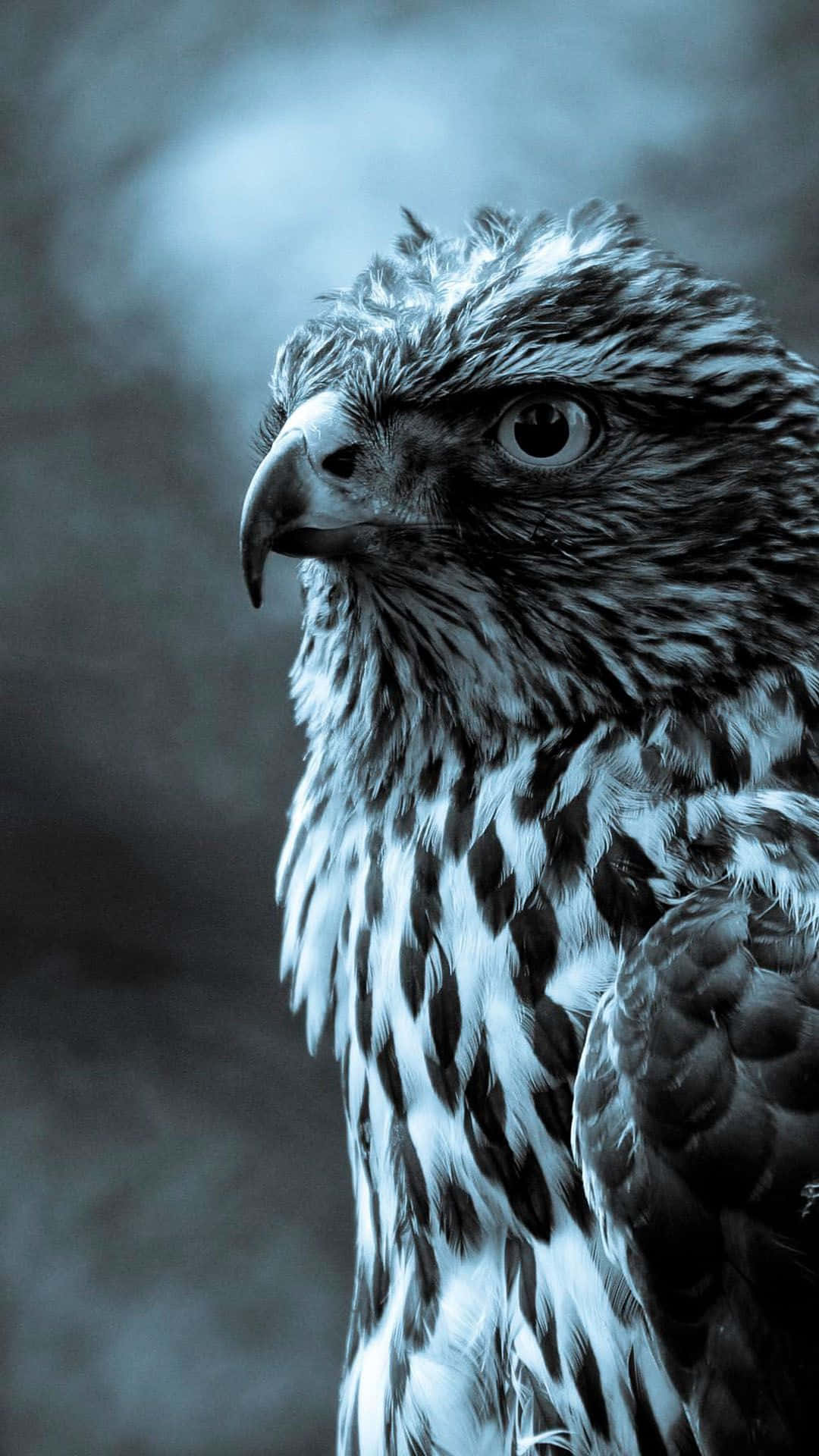 Eagle Profile Picture