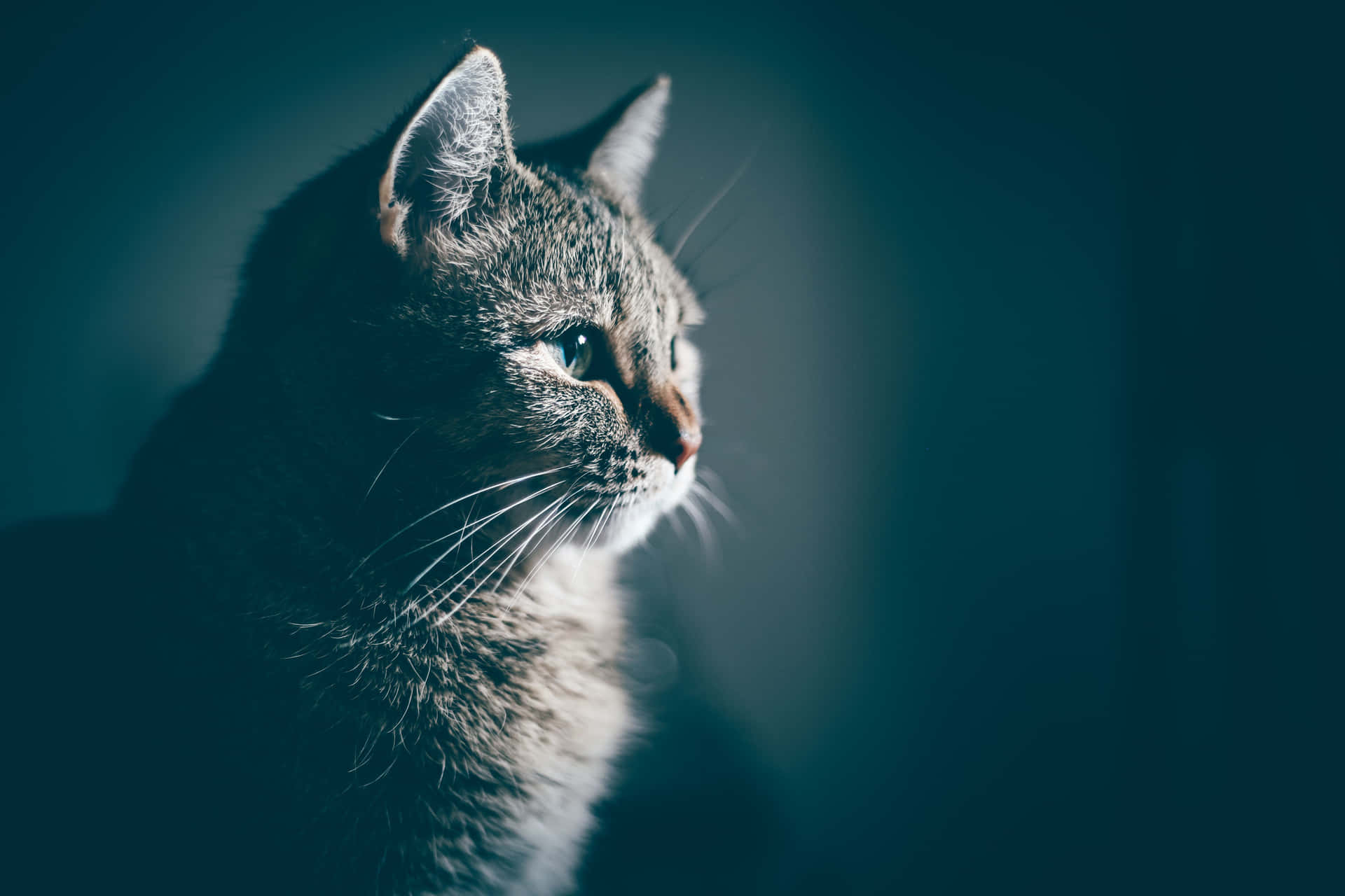 Flauschigeskatzen-profilbild