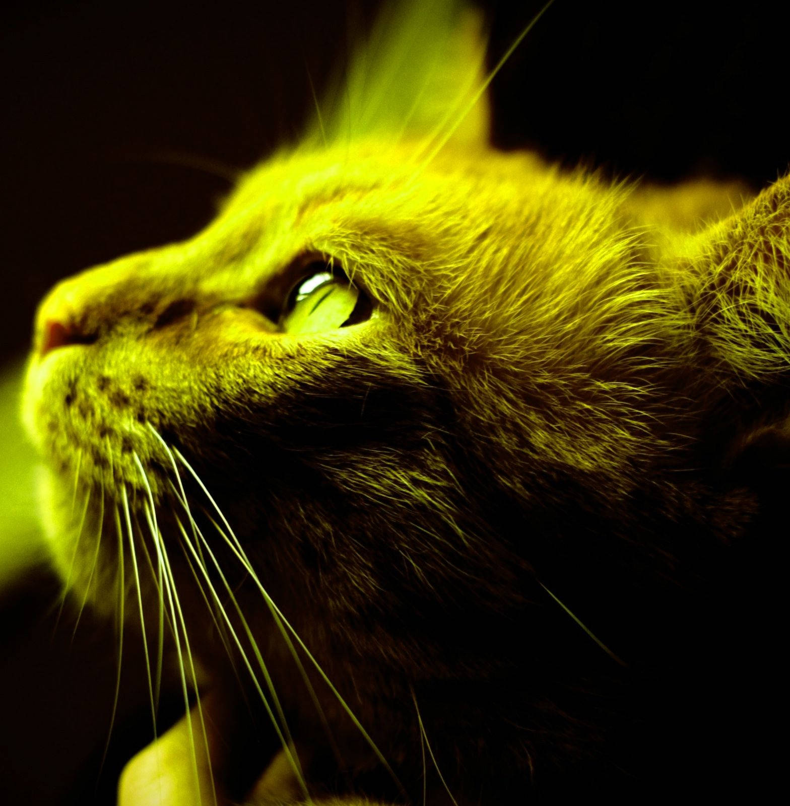 Profile Picture Yellow Cat Portrait Background