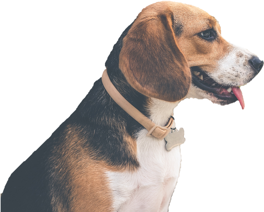 Profileof Beagle Dogwith Collar PNG