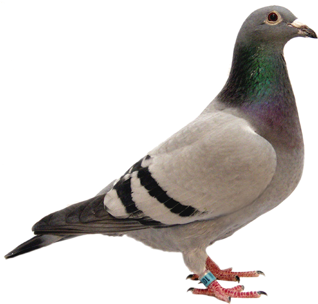 Profileof Gray Pigeonwith Banding Tag PNG