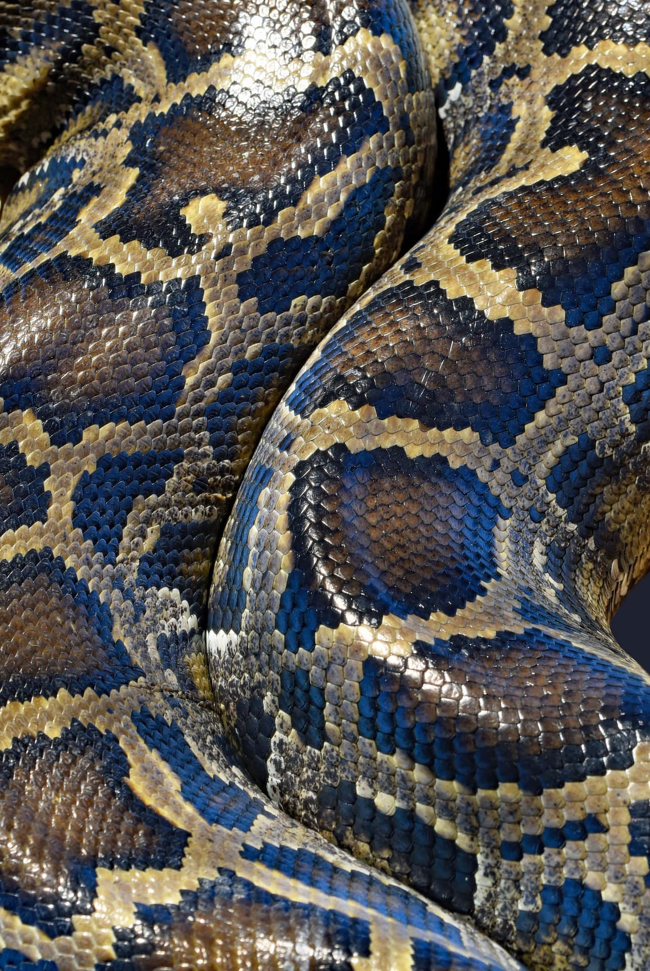 Coding with Python Wallpaper — Close-up of a python's coiled body showcasing intricate scales in deep blue brown and gold patterns.