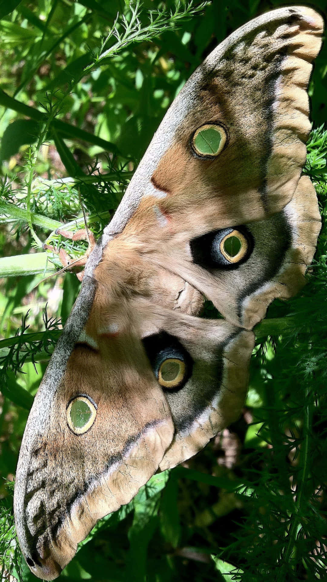 Promethea Moth Camouflage Greenery Wallpaper