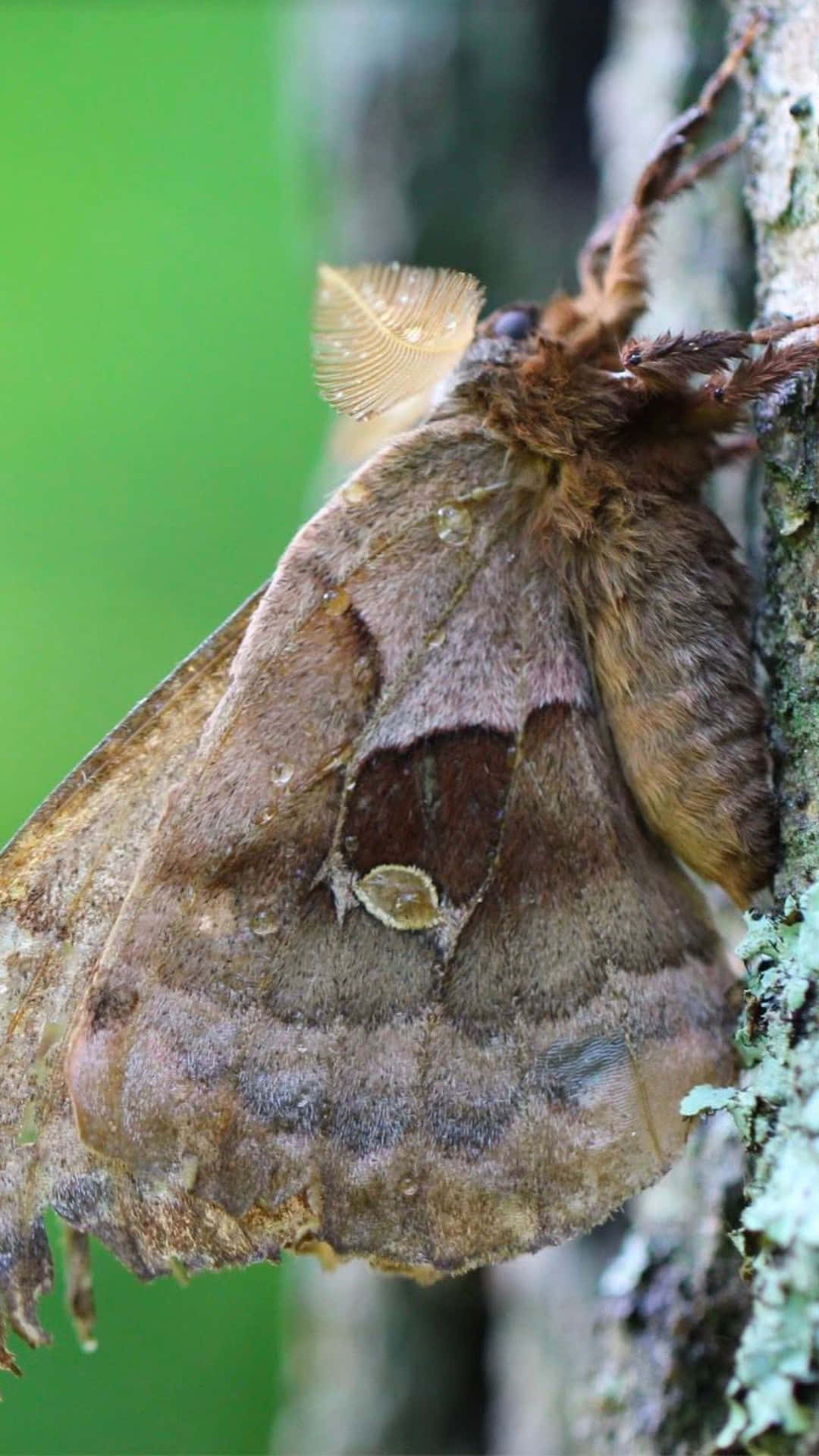 Promethea Moth Camouflagedon Tree Wallpaper