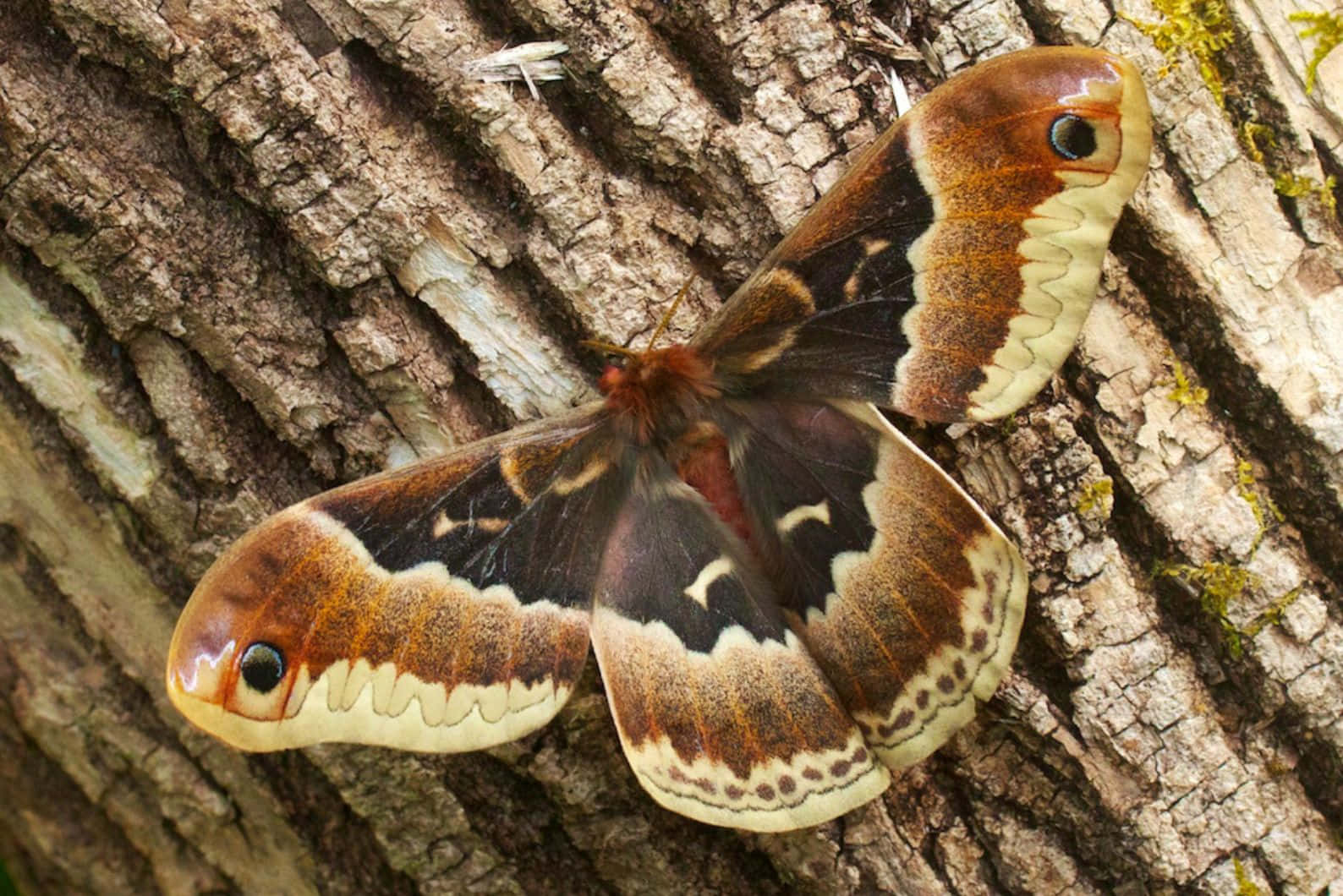 Promethea Moth Camouflagedon Tree Bark Wallpaper