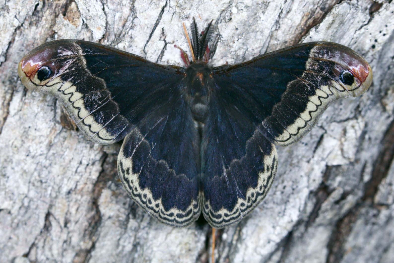 Promethea Moth Camouflageon Tree Bark Wallpaper