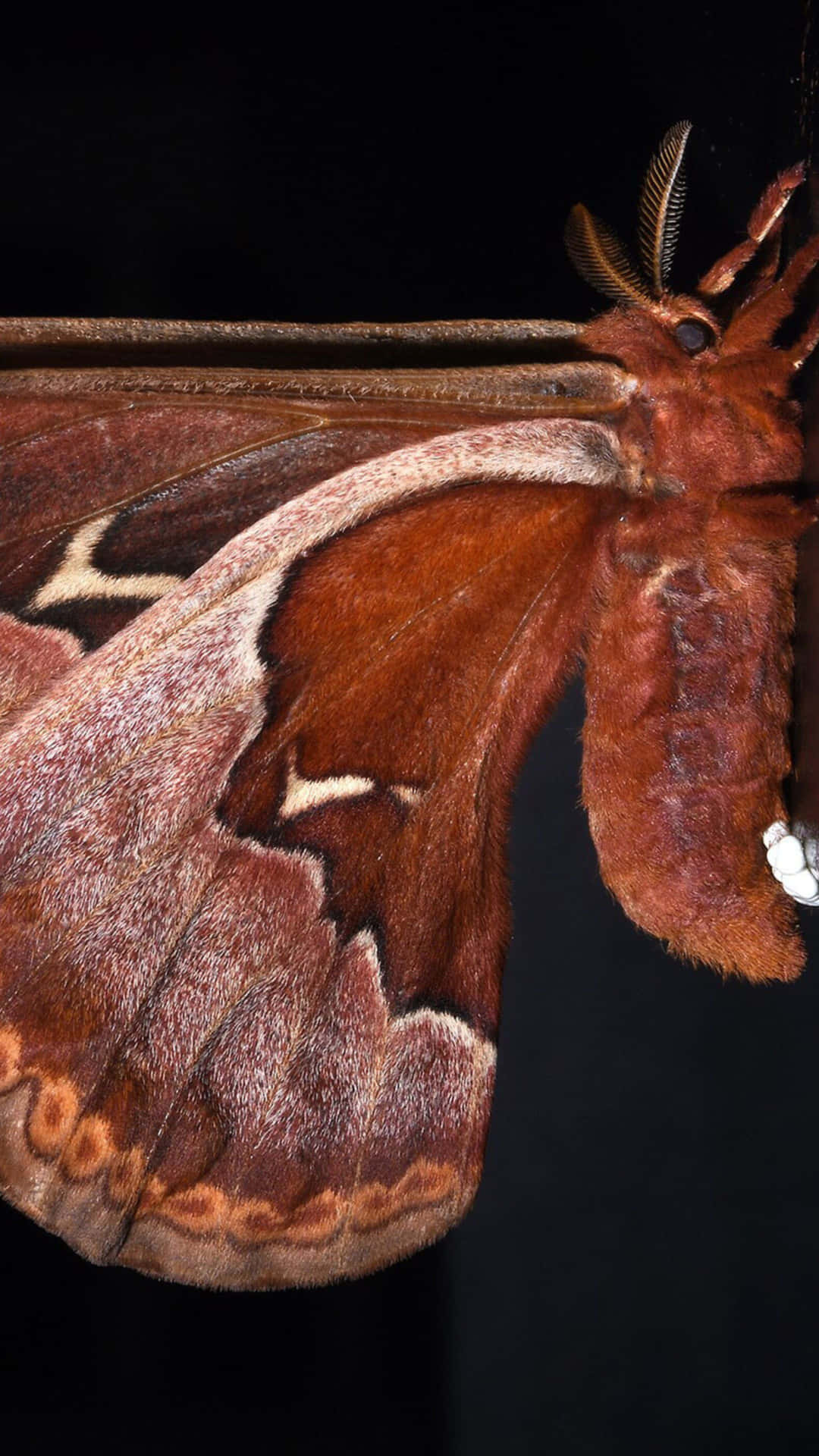 Promethea Moth Close Up Wallpaper