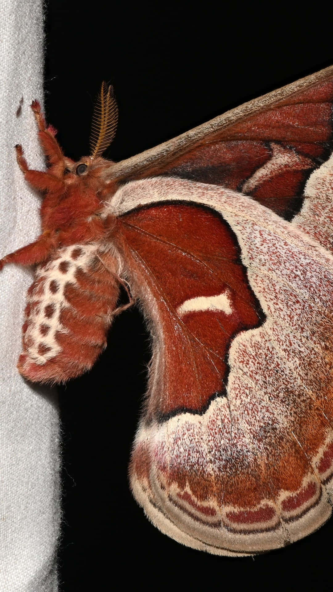 Promethea Moth Closeup Wallpaper