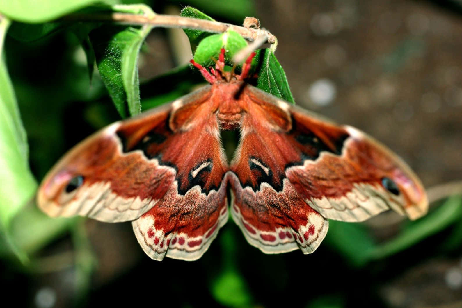 Promethea Moth Perchedon Greenery Wallpaper