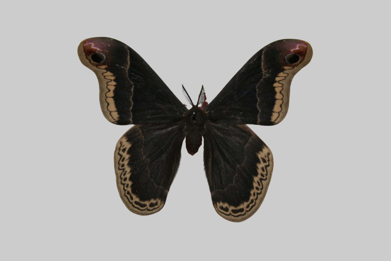 Promethea Moth Spread Wings Wallpaper
