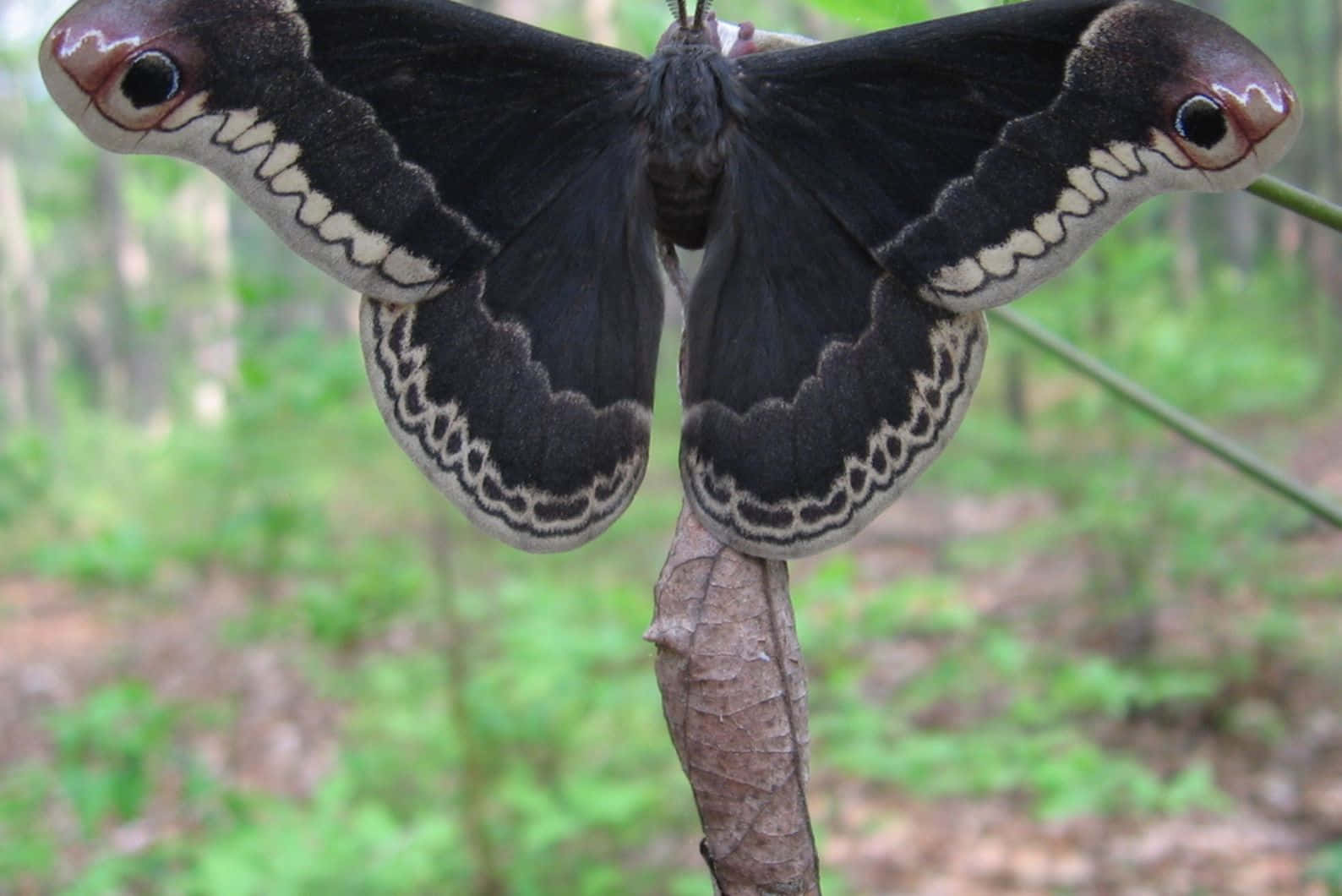 Promethea Moth Spread Wings Wallpaper
