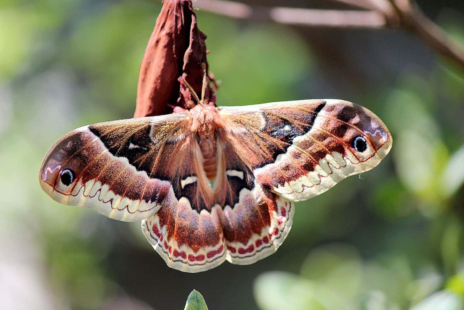 Promethea Moth Spreading Wings Wallpaper