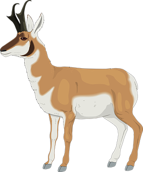 Pronghorn Antelope Illustration PNG
