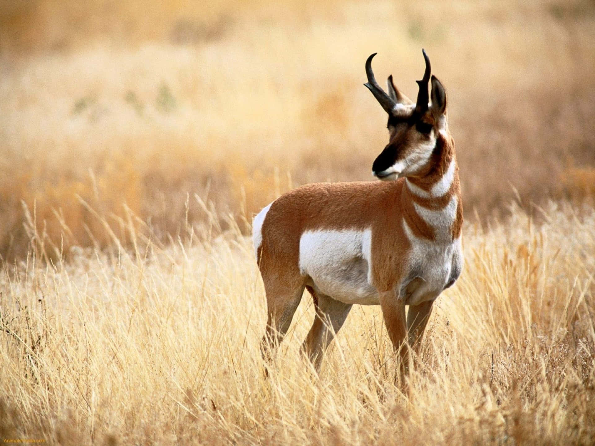 Pronghorn Antelopein Grassland Wallpaper