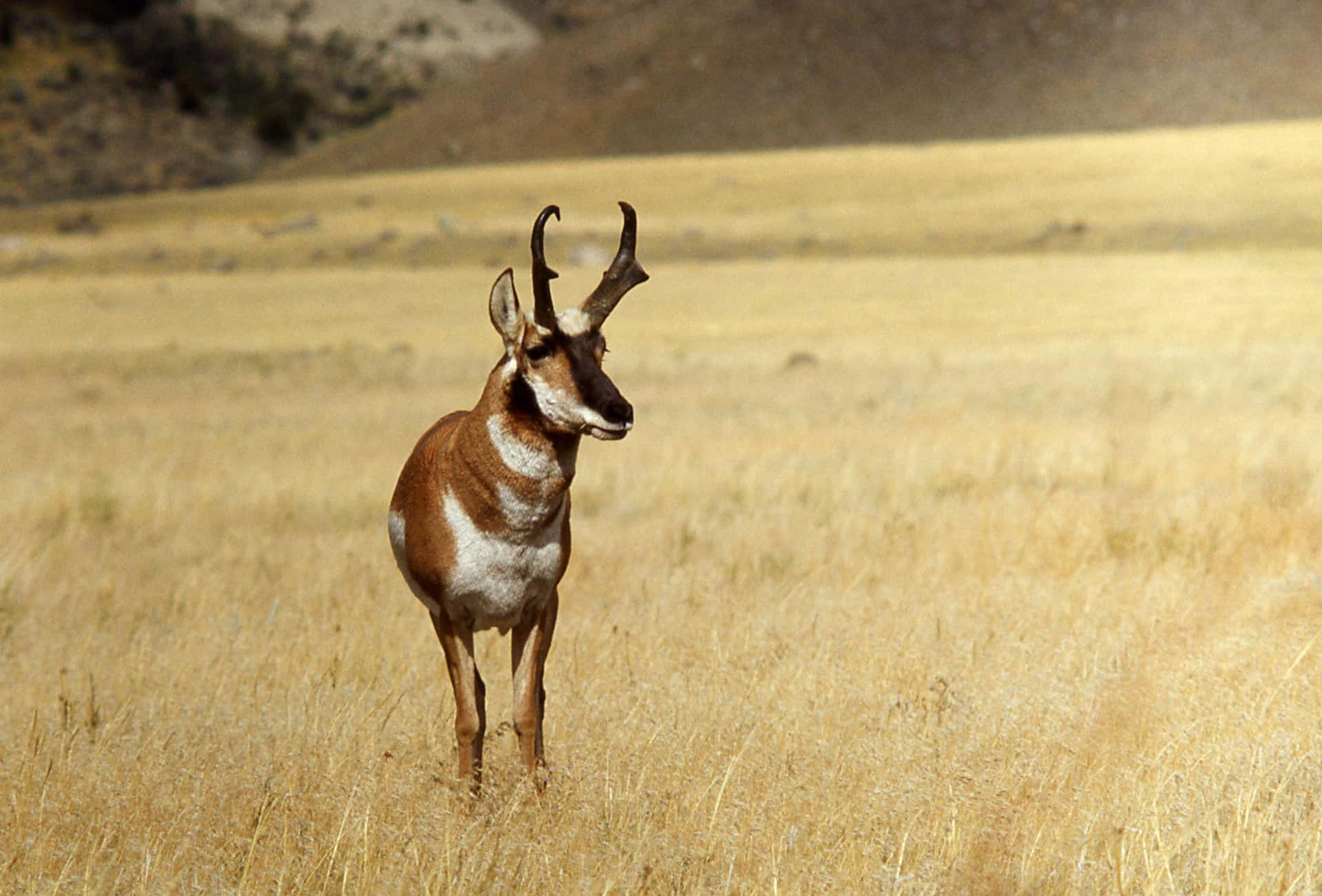 Pronghorn Antelopein Grassland.jpg Wallpaper