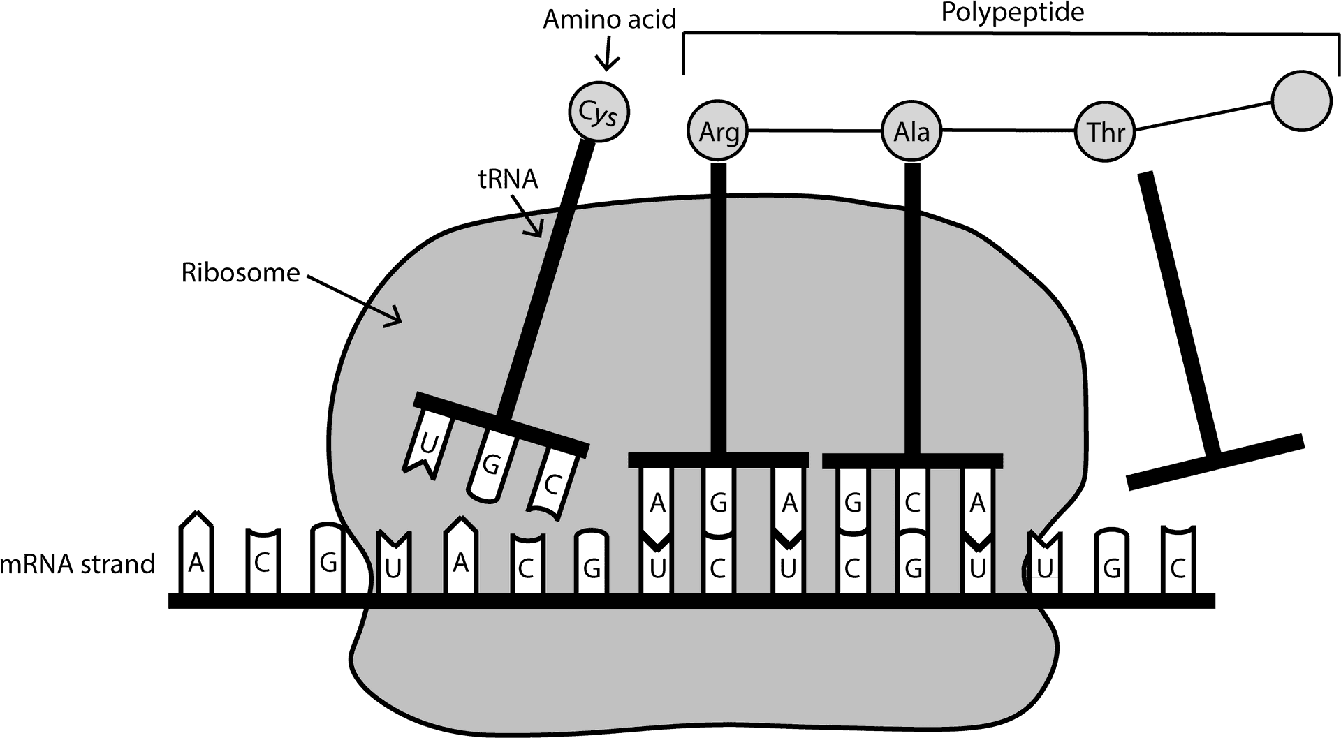 Protein Synthesis Diagram PNG