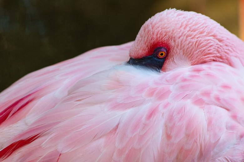 Proud Greater Pink Flamingo Wallpaper
