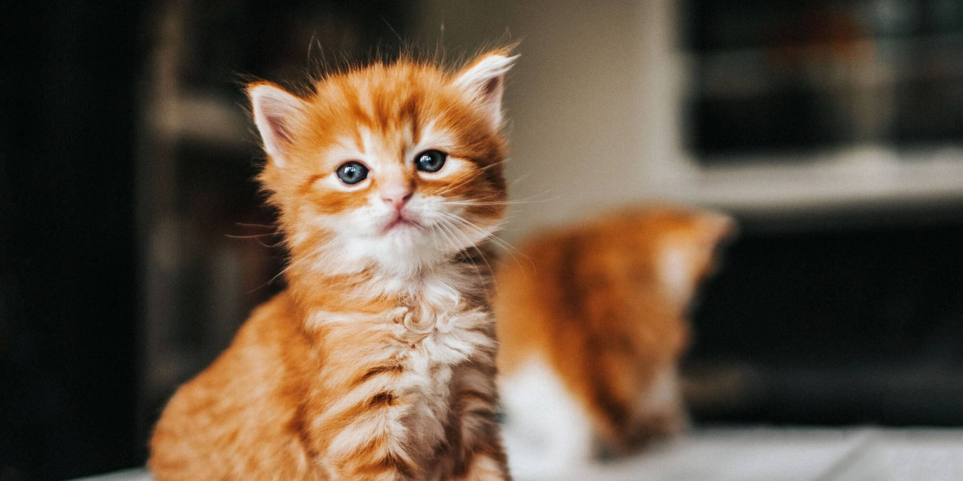 Proud Orange Kitten Picture