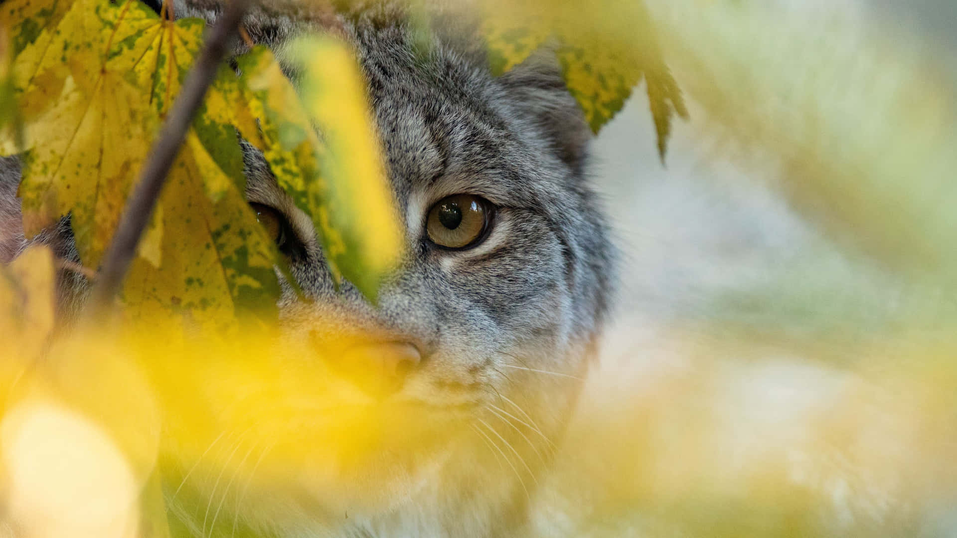 Prowling Cat Behind Leaves Wallpaper