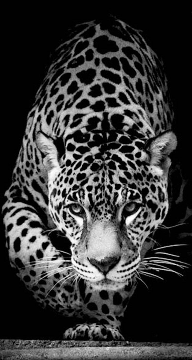 Prowling Leopard Africa Iphone Background