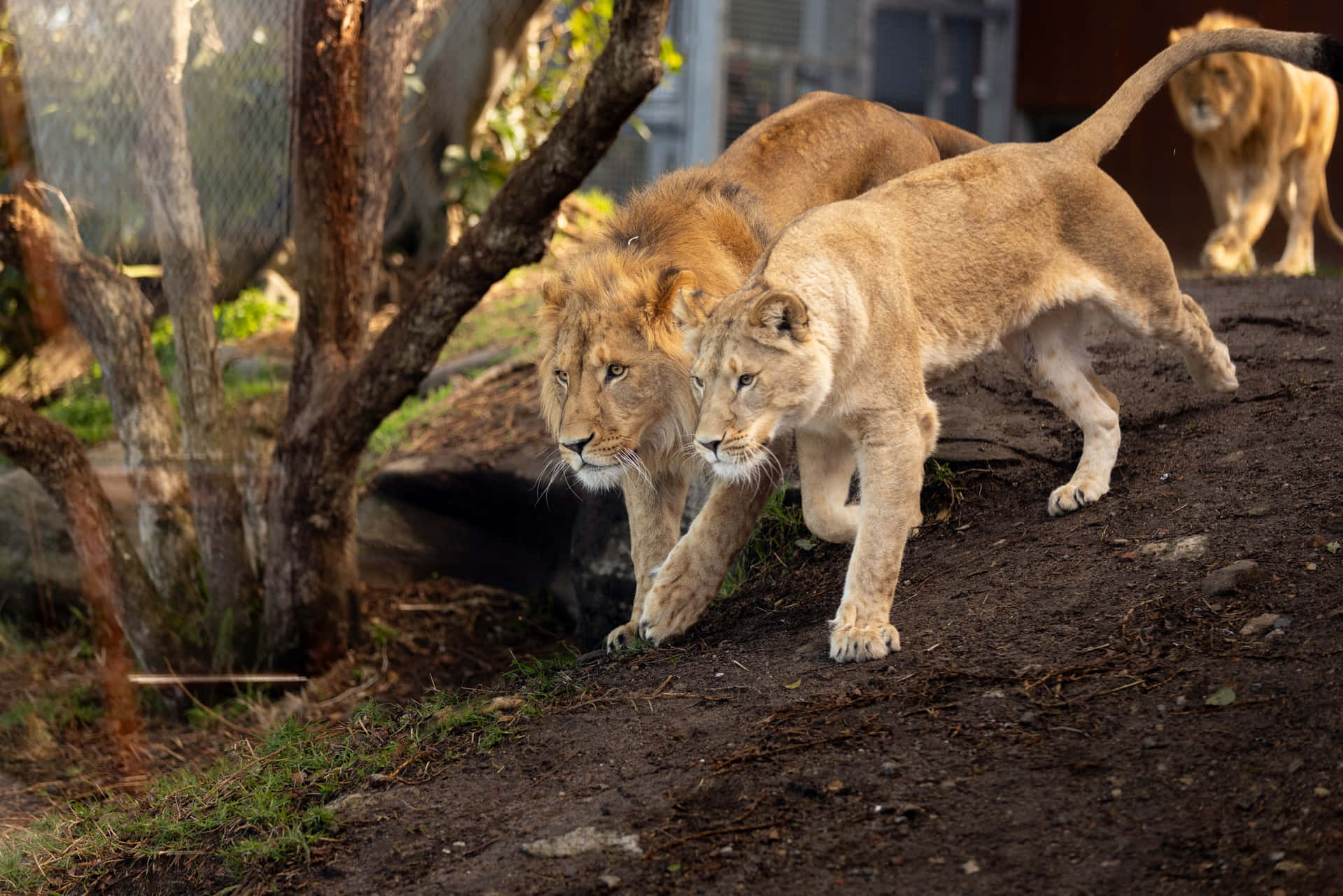 Prowling_ Lions_at_ Taronga_ Zoo_ Sydney Wallpaper