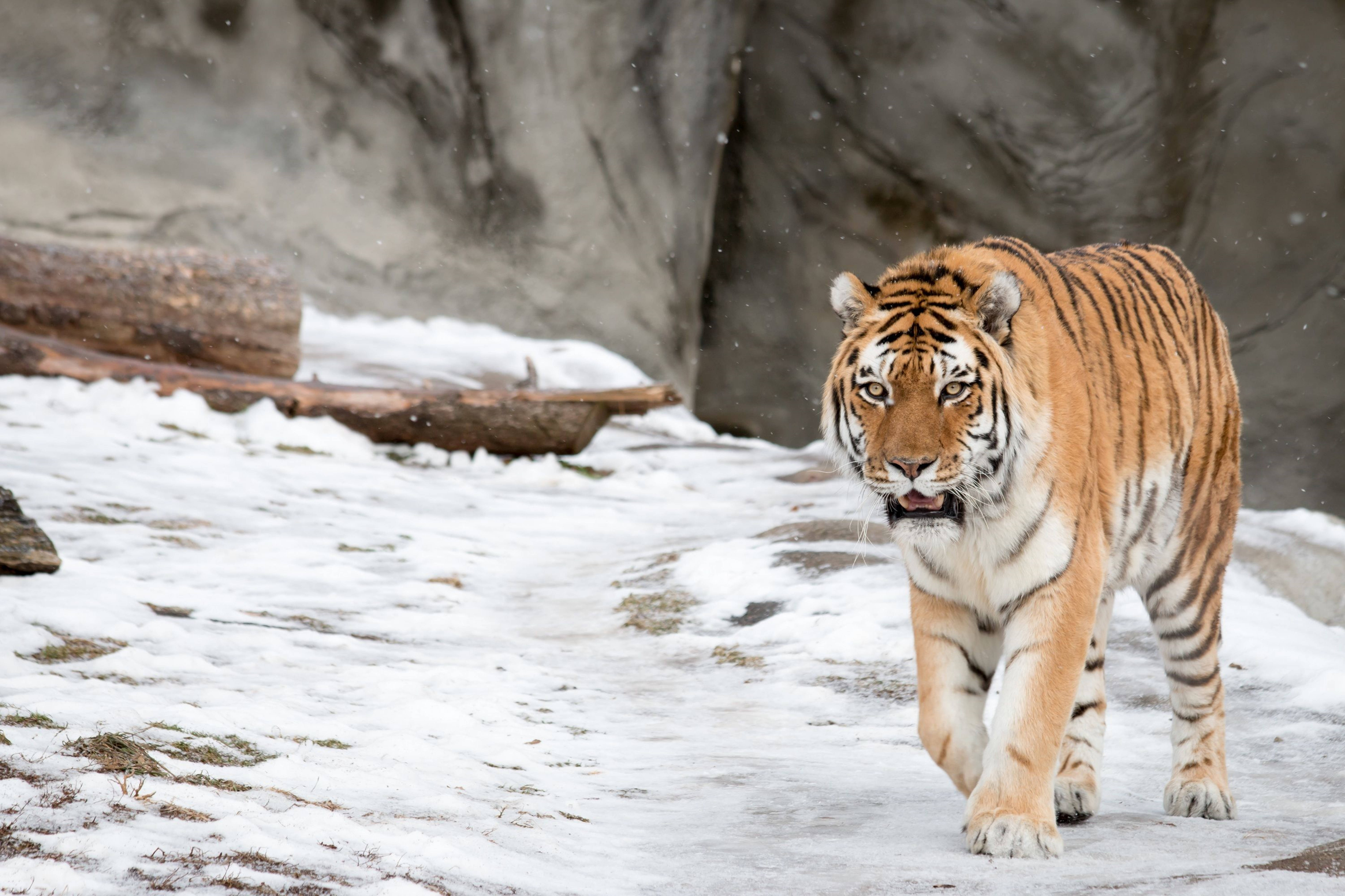 Prowling On Snow 8k Tiger Uhd Background