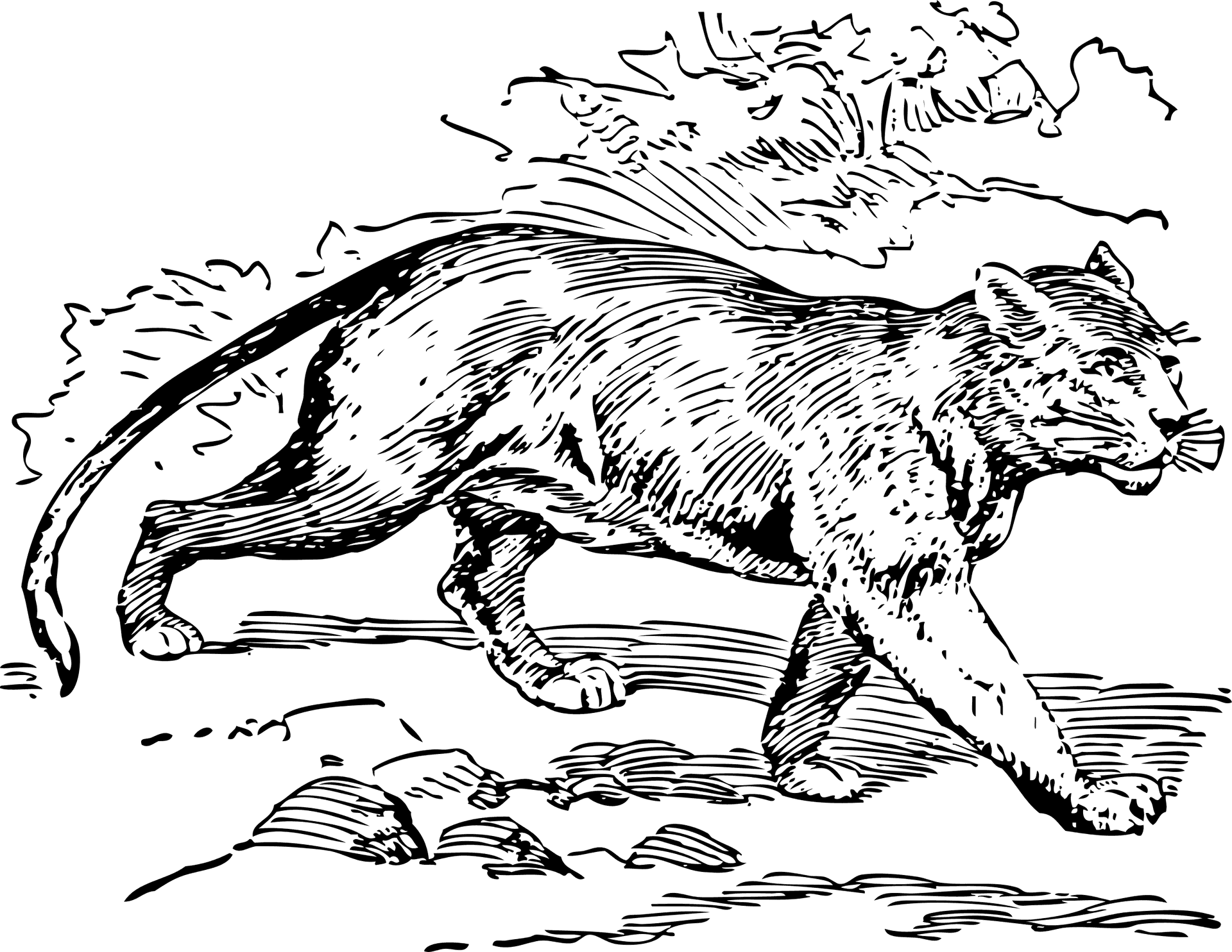 Prowling Puma Sketch PNG