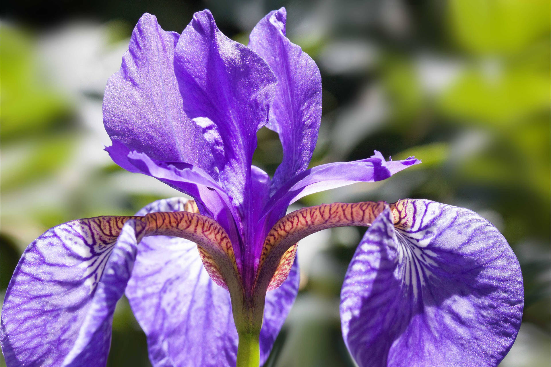 Pseudacorus Iris Flower