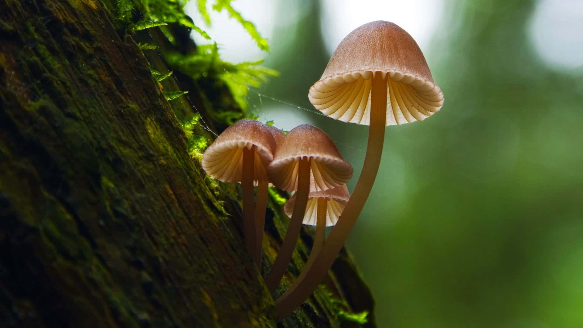 Psilocybe Fungus Mushroom On A Tree Wallpaper
