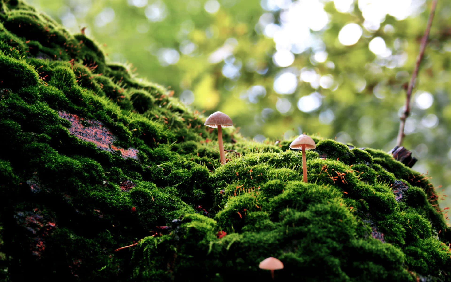 Psilocybe Fungus On Mossy Rock Picture