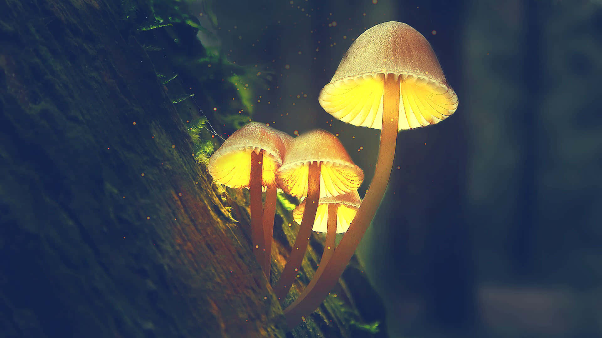 Psilocybe Fungus With Glowing Yellow Cap Background