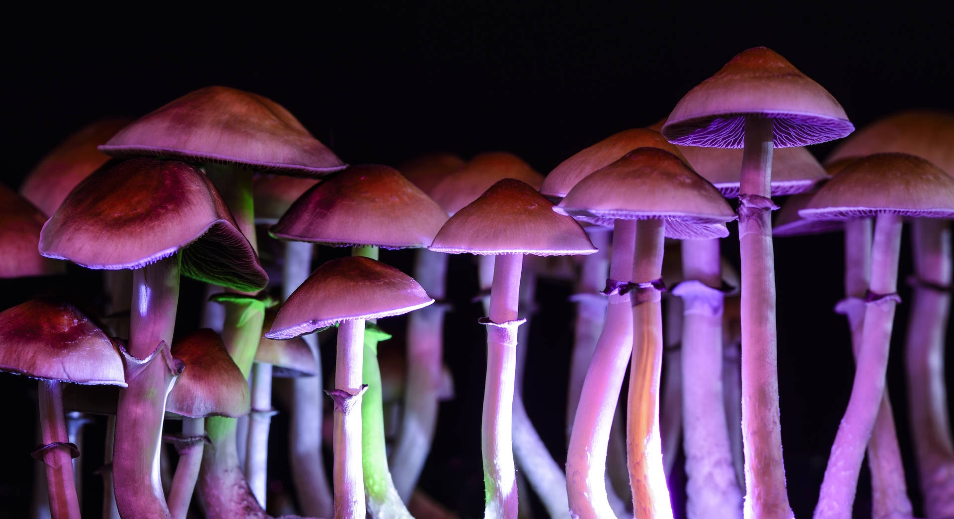Lys og farverig psykedelisk svamp begejstrer naturelskere Wallpaper