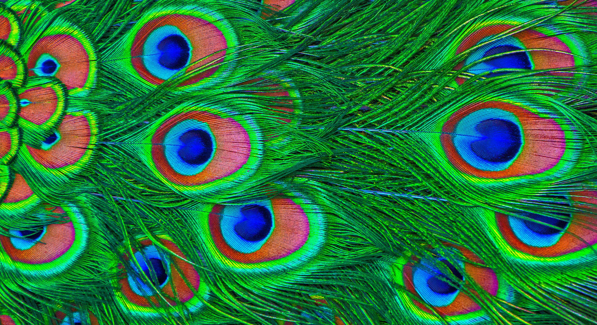 Psychedelic Peacock Feather Wallpaper