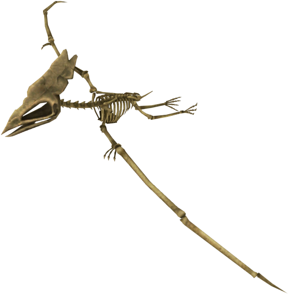 Pterosaur Skeleton Fossil PNG