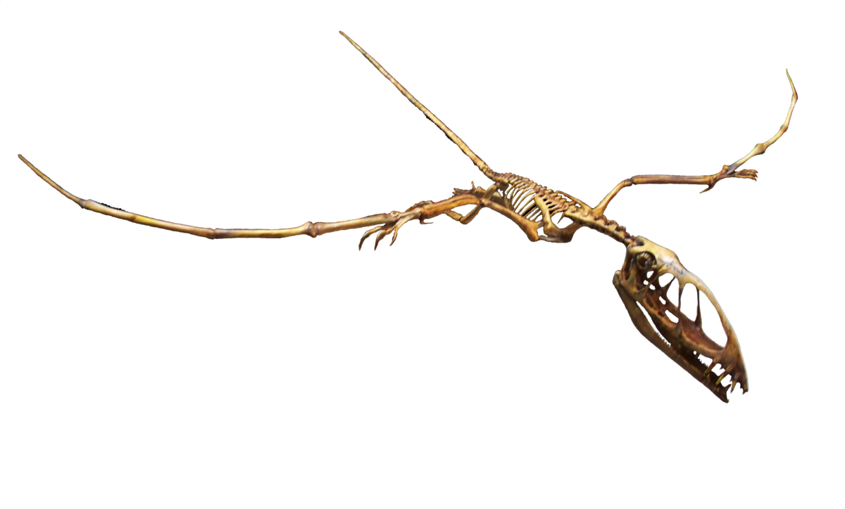 Pterosaur Skeleton Fossil PNG