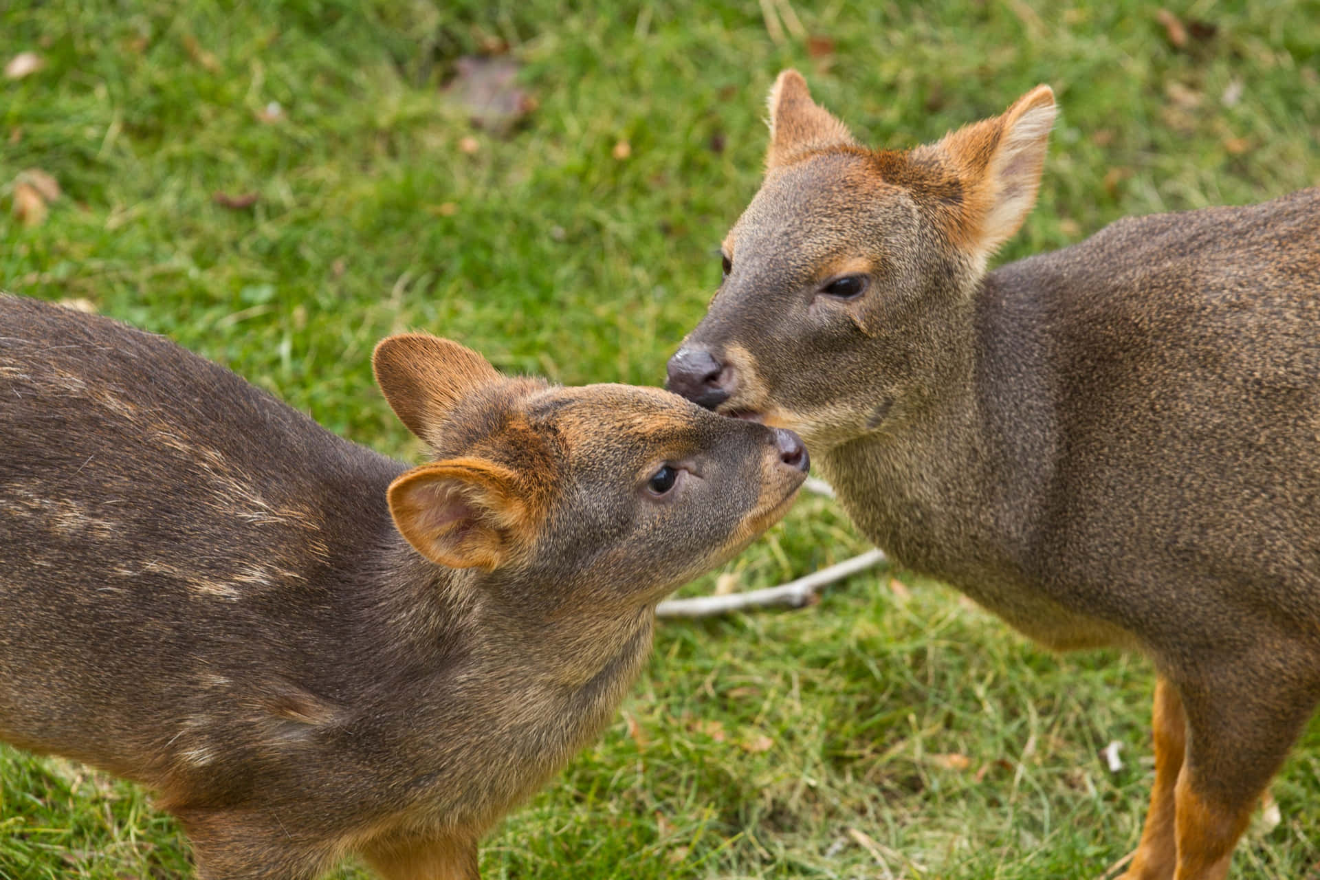 Pudu Deer Noseto Nose Wallpaper