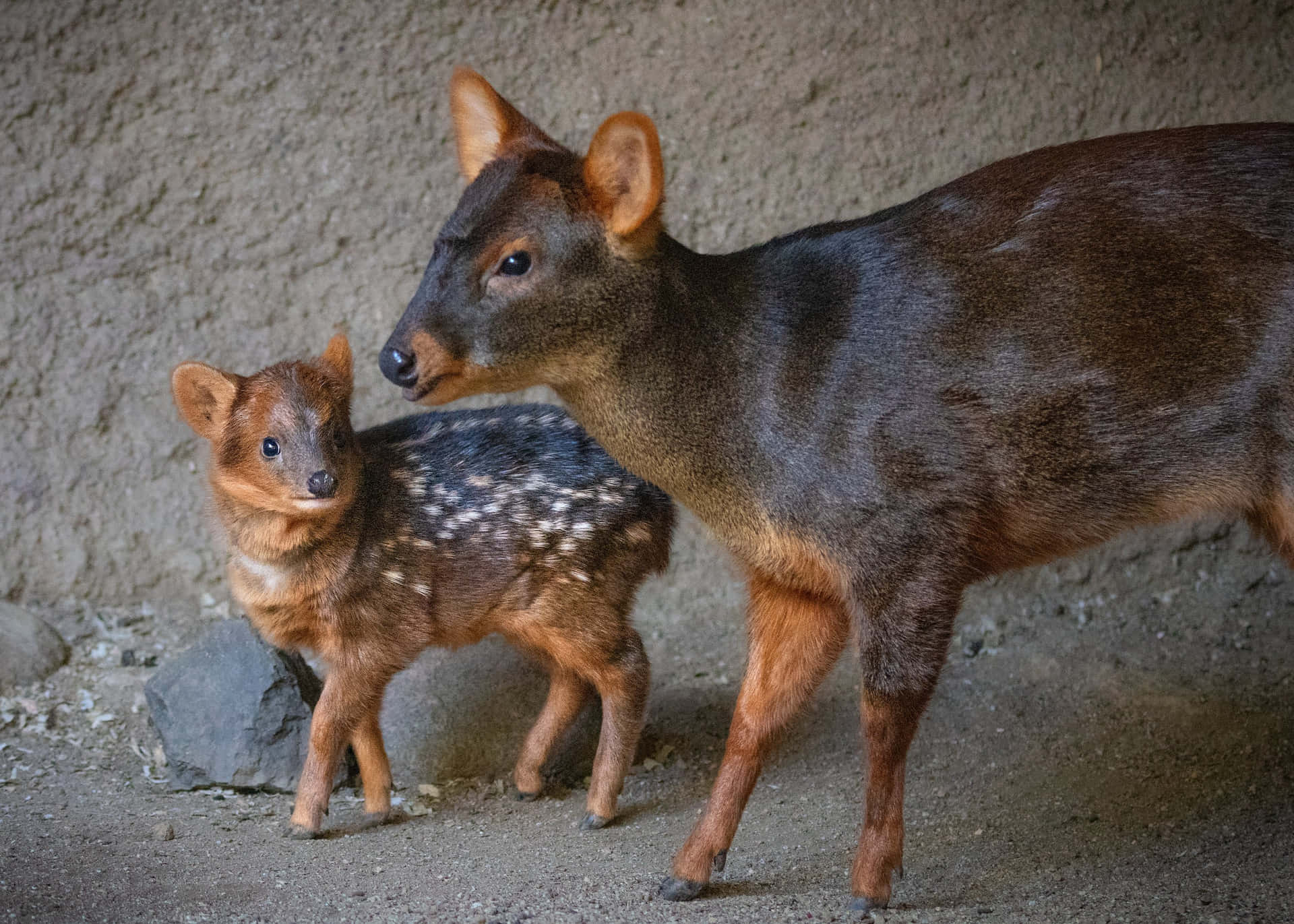 Pudu Deerand Fawn Togetherness Wallpaper